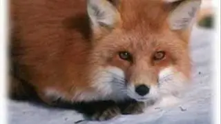 Fox slideshow