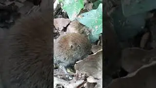 6 Minutes with this Cute Myodes glareolus