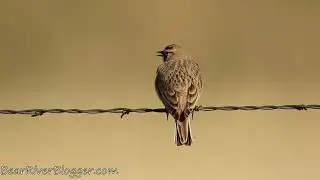 Birdwatching - Horned Lark Singing On A Fence Wire