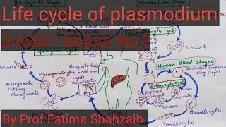 Life cycle of Plasmodium|Malaria life cycle|Apicomplexans|Malarial parasite plasmodium|Zoo201 Vu