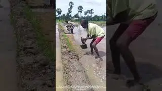 Fixing Field Ridges as a Team! ⛏️