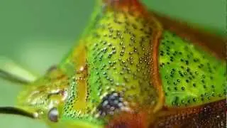 Wipfel Stachelwanze (Acanthosoma haemorrhoidale) - Macro Movies