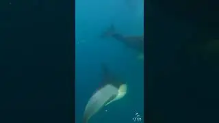 A Pile Of Common Dolphins