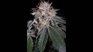 Small buds but super frosty.