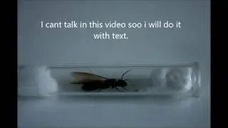 I found a NEW QUEEN!! (probably Camponotus ligniperda)