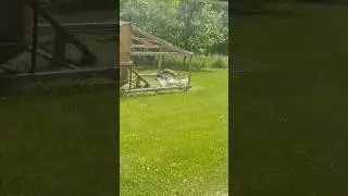 Лиса против курятника!!! #countrylivin #virus #farming #fox
