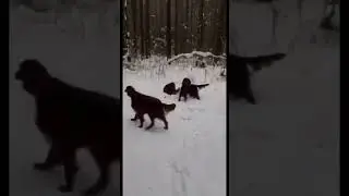 #cover #music #songcover #coversong #remix #snow #лесной #puppy #леснойгородок #housemusic #собака