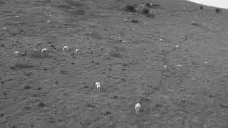 Wild Freedom &ndash; Animals Running Across the Field