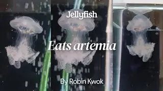 Jellyfish eats artemia #uburubur #feed #seacreatures #foryou #video #youtube #aquarium #marinelife 