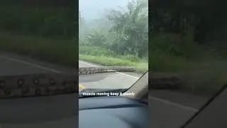 GIANT Python Crossing the Road! 🐍#python #snake #wildlife #giantsnake #tropics #unbelievable