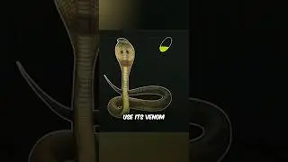 Snake Stone or Cobra Stone EXPLAINED
