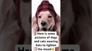 Dogs and Cats wearing Hats! #dogs #cats