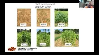 OSU Extension: Using Warm-Season Annual Grasses to Restore Hay and Grazing Inventory