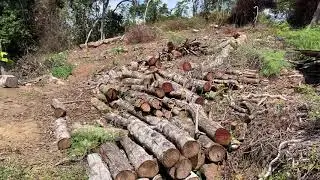 Tala Indiscriminada de Arboles.