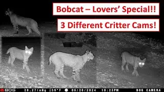 Amazing Bobcat Encounters! Trail Cams Capture Candid Wildlife Moments!