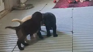 Puiuti labrador retriever , canisa Terra Happy