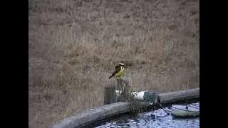 Bird Watch: Great Kiskadee
