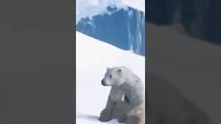 chillest polar bear ever | Assassin's Creed: Valhalla