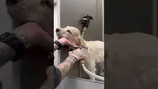 CUTE PUPPY BATH!! - Golden Retriever puppy gets a bath