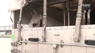 Paarden strekken benen in Schiphol Animal Centre