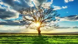 song of the tree enosis