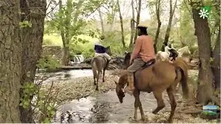 Yeguas en La Meca, Sierra de Aracena, Huelva