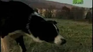 Breed All About It - Border Collie