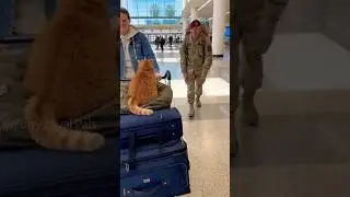 😹 🐈 He didn't want a hug! Cat chooses HAT over Soldier! #cat