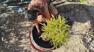 Croton brasileirinho - plantamos no chão #croton #jardim #quintaldecasa #marciabartoluzzi