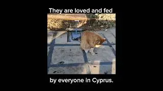 You'll see these beautiful cats at every turn in Cyprus