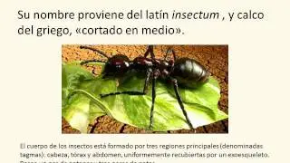 Introducci&oacute;n - Entomolog&iacute;a General
