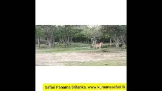 Leopard Mating time in kumana national park