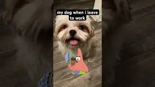 i feel bad leaving the little pups alone. 😔 #CapCut #dog #spongebob #alone #shorts
