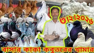 বাসার কাকা কবুতরের খাবার।। ডিম বাচ্চা কবুতর কিনুন।। সবচেয়ে কম দামে কবুতর কিনুন ১০০%