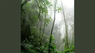Thiunder and rain in The Black Forest