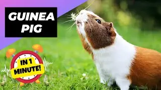 Guinea Pig - In 1 Minute! 🐰 One Alternative Animal To Have As A Pet | 1 Minute Animals