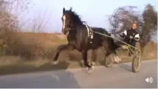 The fastest horse in the world