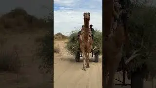 Loaded camel cart