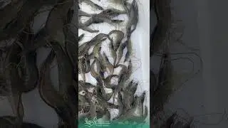Kinh nghiệm nu&ocirc;i t&ocirc;m bị bệnh EHP