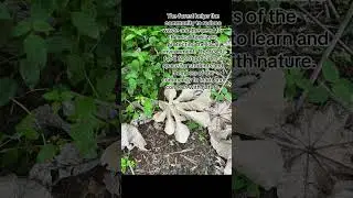 FGCU Food Forest