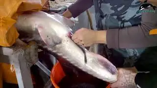 Amazing Salmon Eggs Harvest and Artificial Spawning بيض سمك السلمون