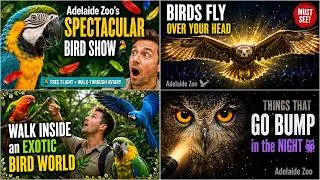 Feathered Fun at Adelaide Zoo: Exotic Birds and Spectacular Bird Show!