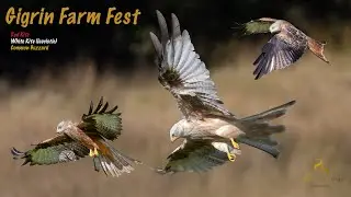 Gigrin Farm Red Kite Fest