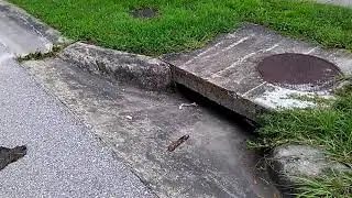 Progress Village, Endive Ave. Tampa FL 33619