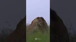 Lion with Lioness &ndash; Royalty in the Wild 👑 | Neel Sarkhedi