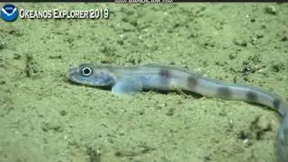 Eelpout fish  @Georges Bank