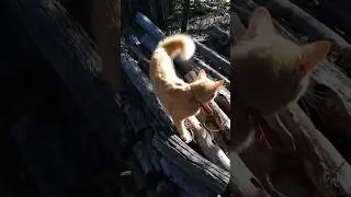 Unbelievable! Squirrel Tail Cat talks to Cows! 🐱🐄 #squirreltailcat #cat #littlekitty #moo #meow