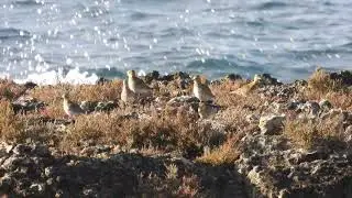 European Golden Plover, Piviere dorato (Pluvialis apricaria)