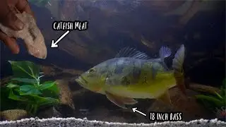 I Tried Feeding My Pet Bass CATFISH Nuggets