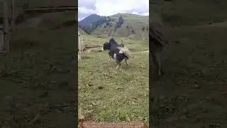 Stubborn Yak Refuses to Enter Truck